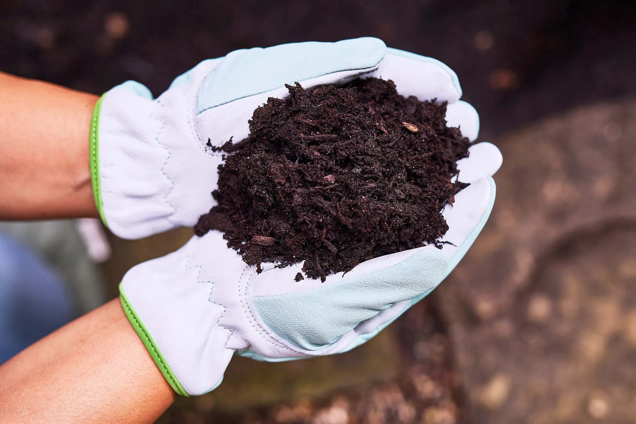 Gloved hands holding organic soil.
