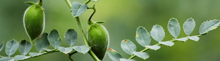 bel patra plant Bael Patra Leaf / Bel Tree/ Bilva Patra/ Bel Patra / Aegle Marmelos wi –  Leafy Island
