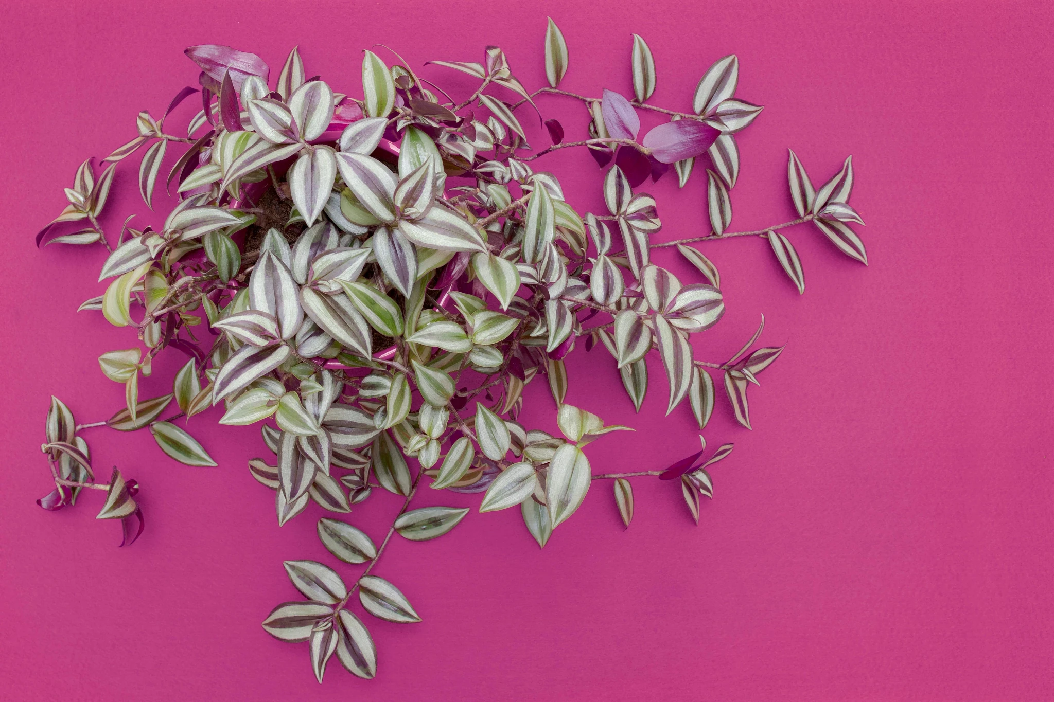 How to Grow Tradescantia Zebrina | ScottsMiracle-Gro US