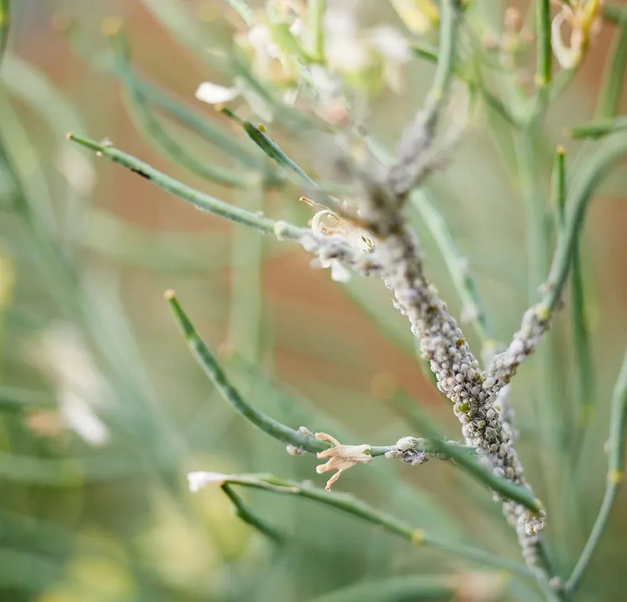 Cluster of aphids infesting green plant stems in a garden, causing potential crop damage.