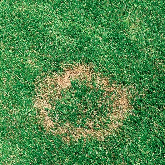 summer patch disease