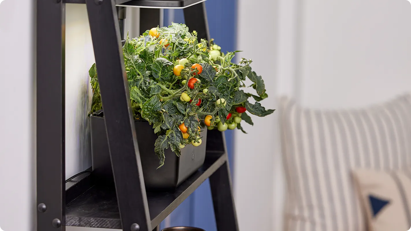 An aerogarden sits on the shelf of a black bookcase