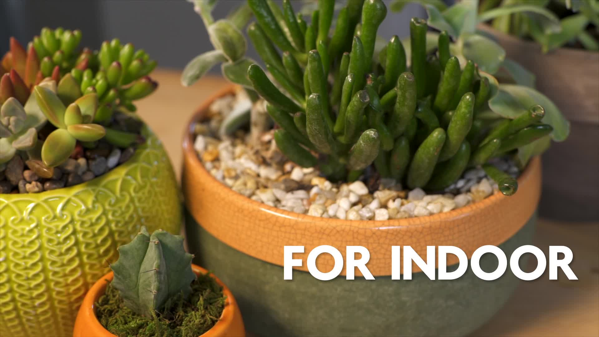 Miracle-Gro Cactus, Palm & Citrus Potting Mix - Thumbnail 3