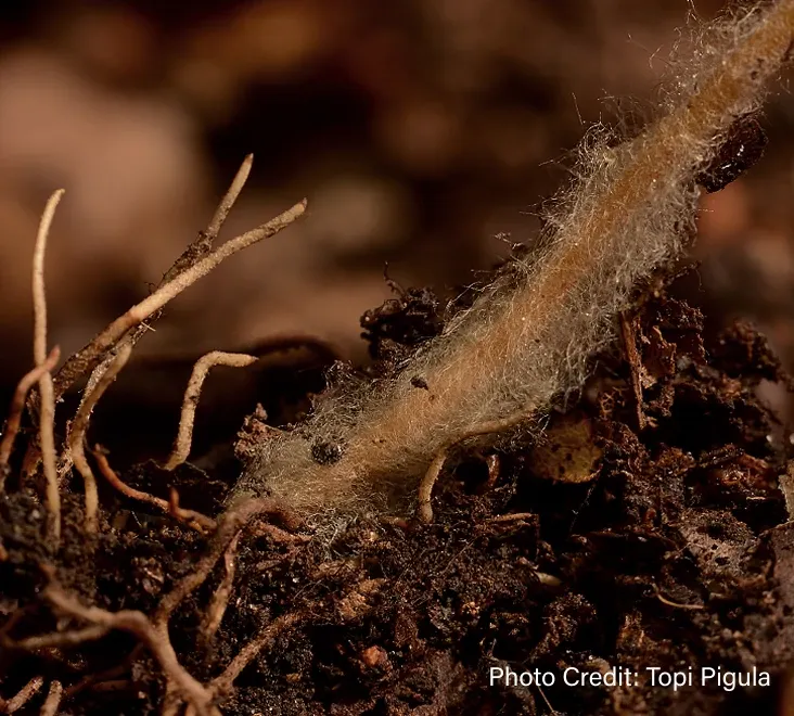 Organic material - Photo Credit: Topi Pigula