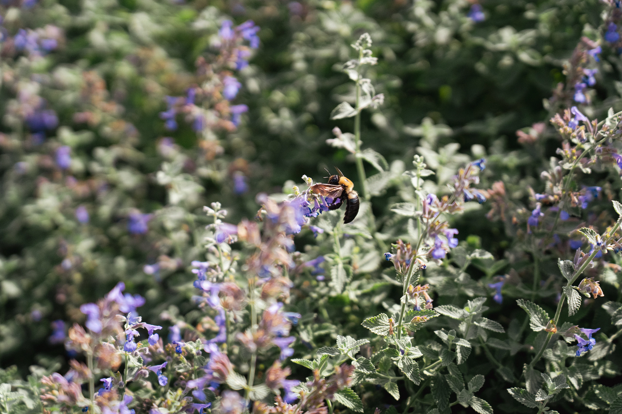 Bee on purple flower