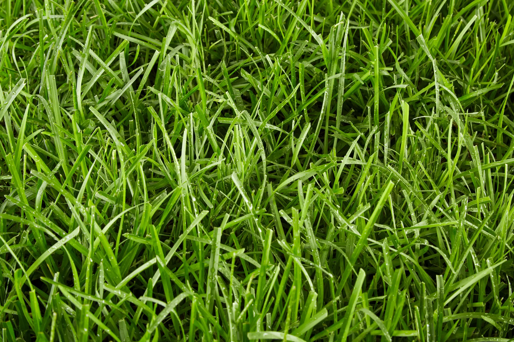 Close-up of centipedegrass