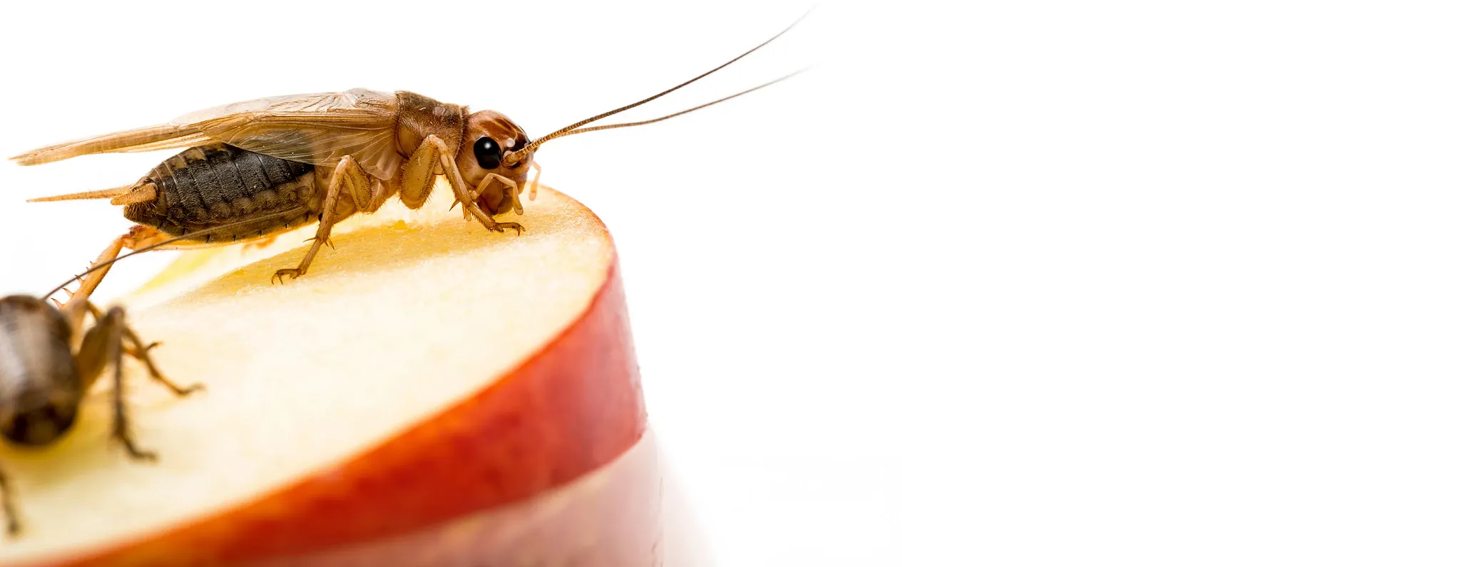Crickets on an apple slice