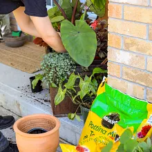 Potting Mix image number null