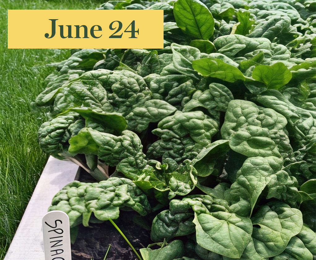 leafy greens in ground with hand pulling