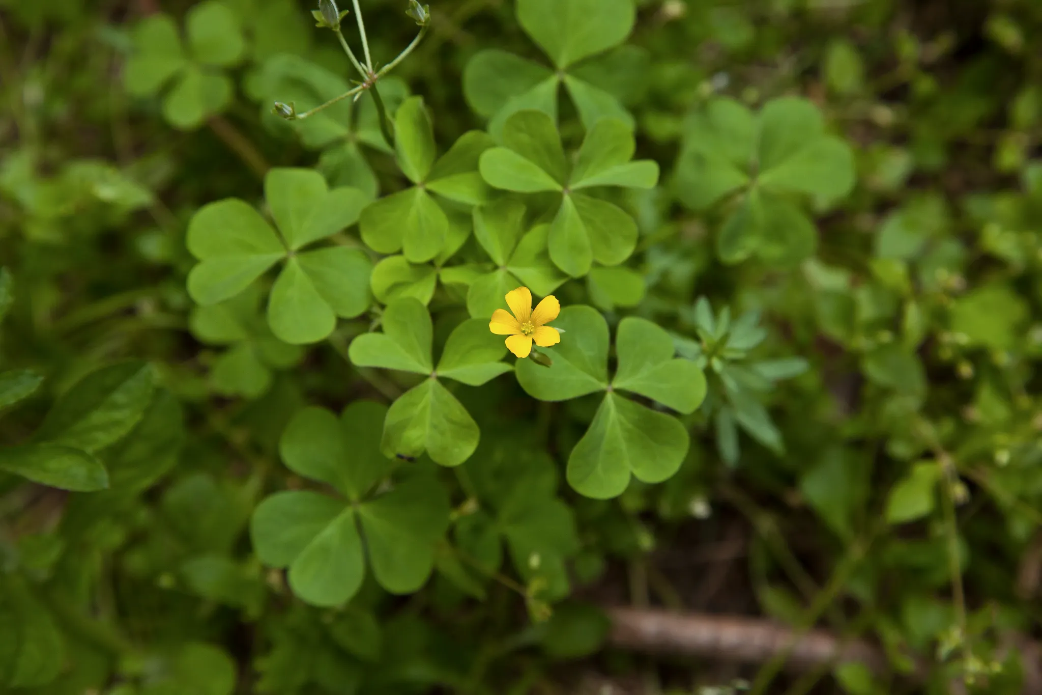 The lawn weed oxalis is also known as yellow woodsorrel.