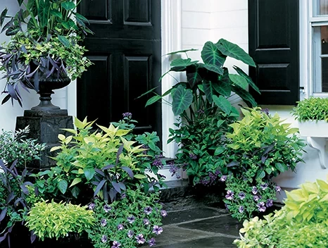 ASK MARTHA: Container Gardening for Any Space | ScottsMiracle-Gro US