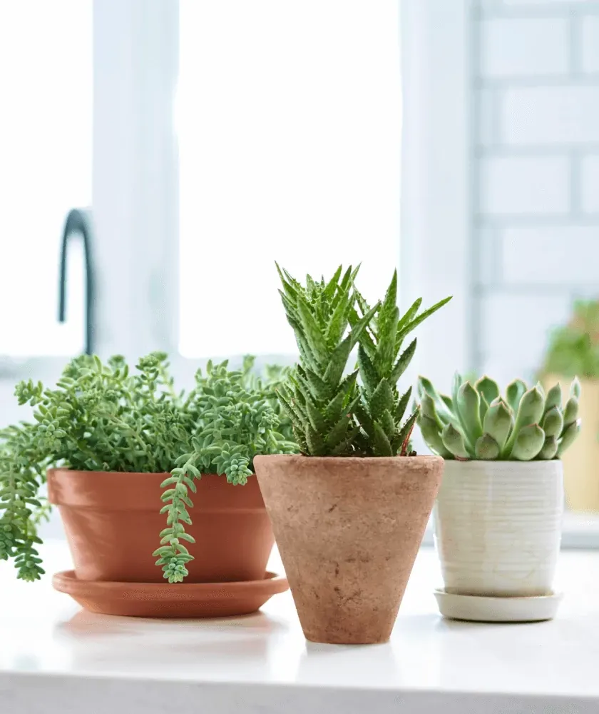 Succulents & Cacti