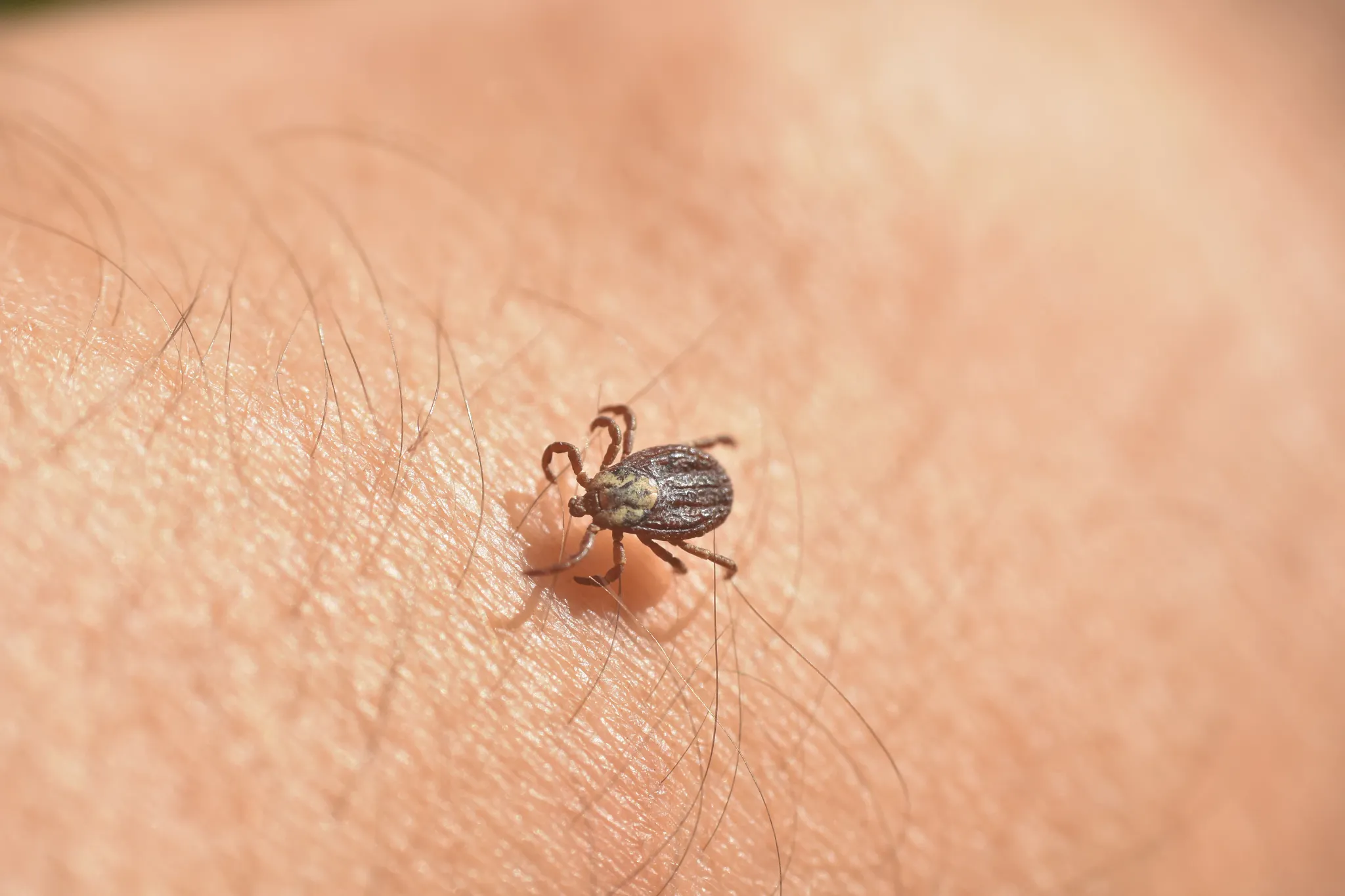 tick walking