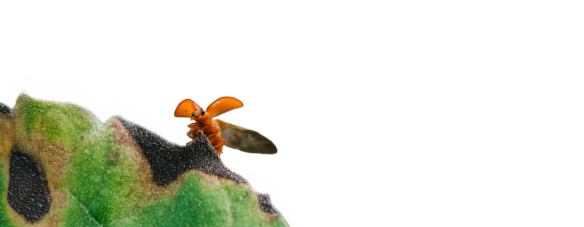 A red orange ladybug lifting its wings to take flight from a green leaf, illustrating garden insects.
