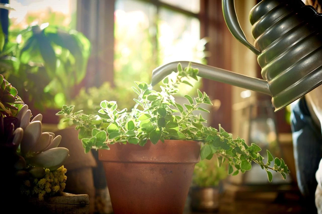 indoor plant for sale Pothos Jade Satin - Rare Houseplant for Sale