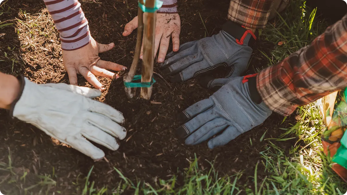 Mom, Dad and Daughters hands all packing in the dirt around the base of a newly planted tree