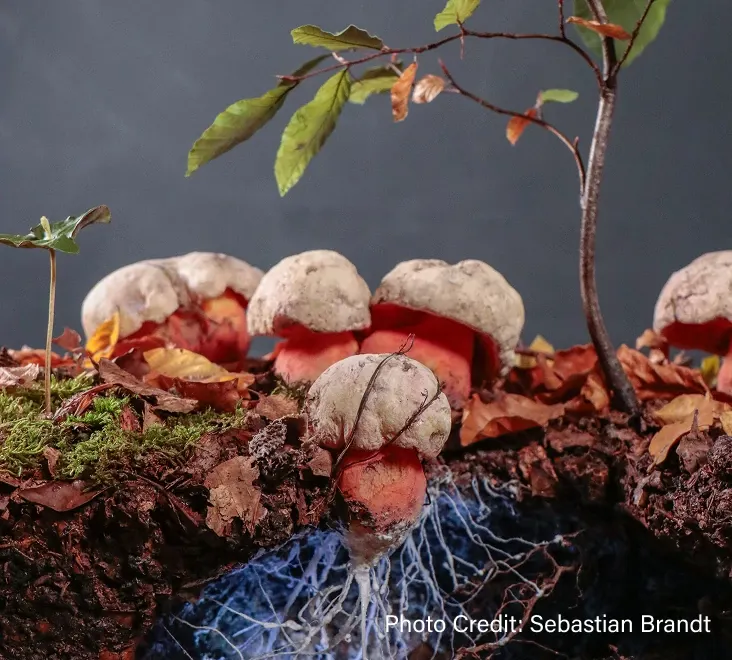 Image of Mycorrhizae - Photo Credit: Sebastian Brandt