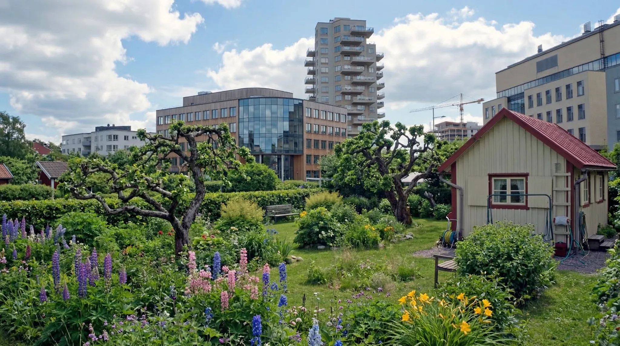 A vibrant lush garden in the foreground with purple lupines and yellow lilies, featuring a small cream-colored shed with a red roof. In the background, modern multi-story apartment buildings and office blocks rise under a partly cloudy blue sky, illustrating an urban green space.