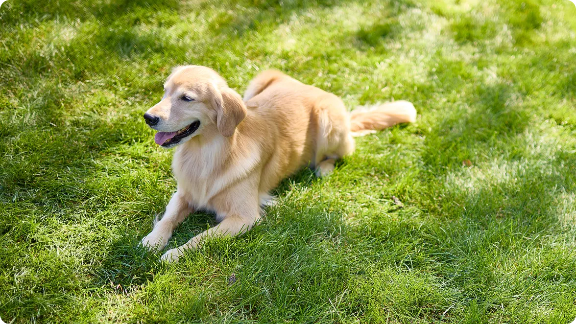 A happy golden retriever sitting on a lush green lawn