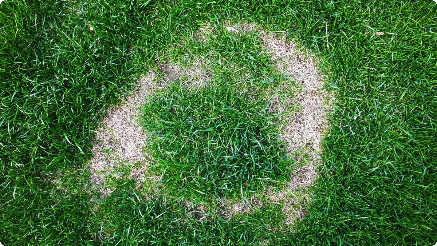 Circular ring of dead, brown grass surrounding a green center in a lawn, typical of fungal lawn diseases.
