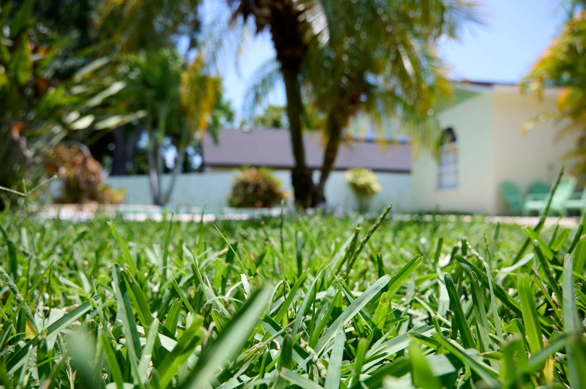 A Florida backyard with St. Augustine grass