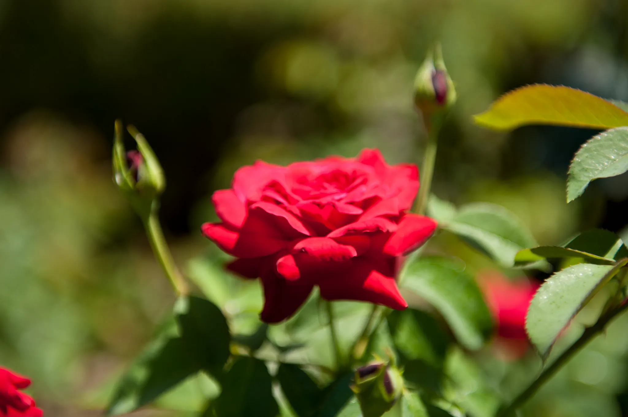 Red hybrid tea rose flower