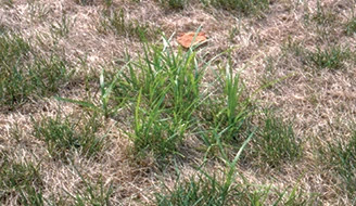How to Get Rid of Nut Grass in Your Garden: Proven Methods That Work
