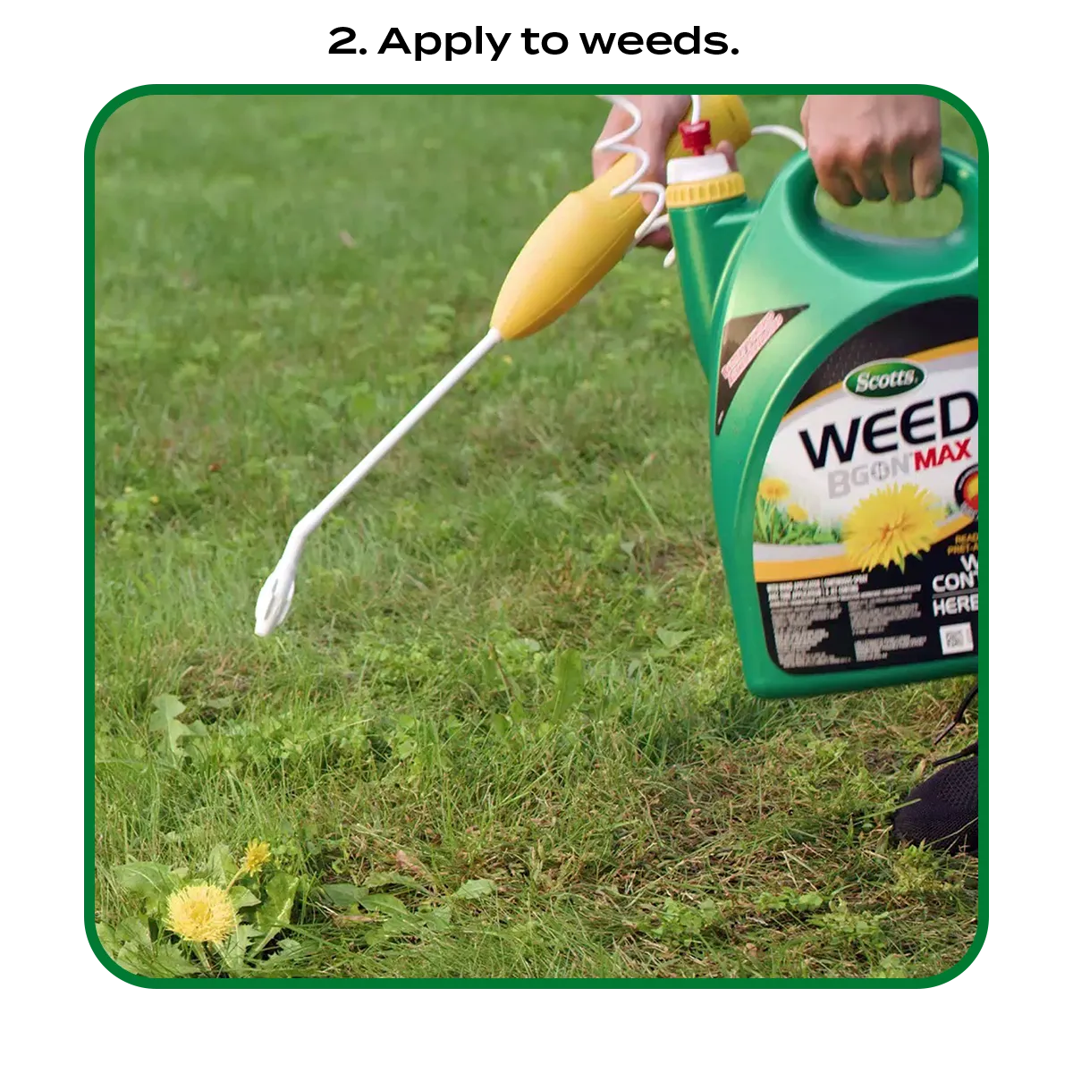 applying weed b gon max