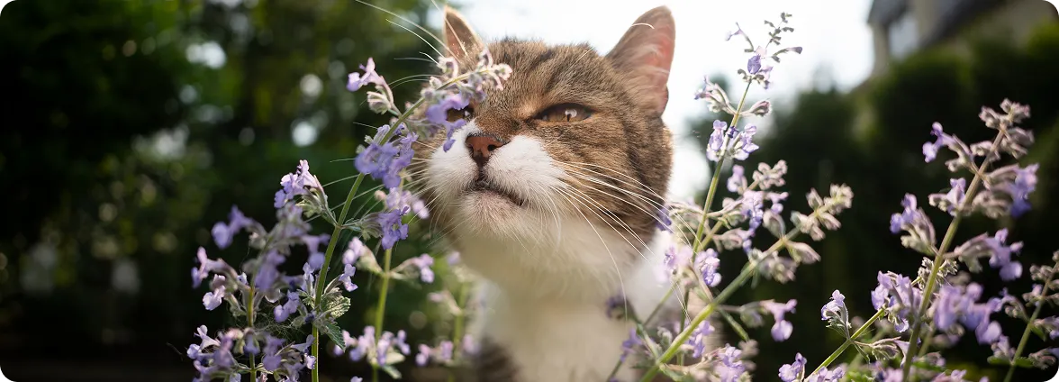 A low-angle close-up of a domestic cat sniffing flowering purple catnip plants outdoors against a blurred green background.