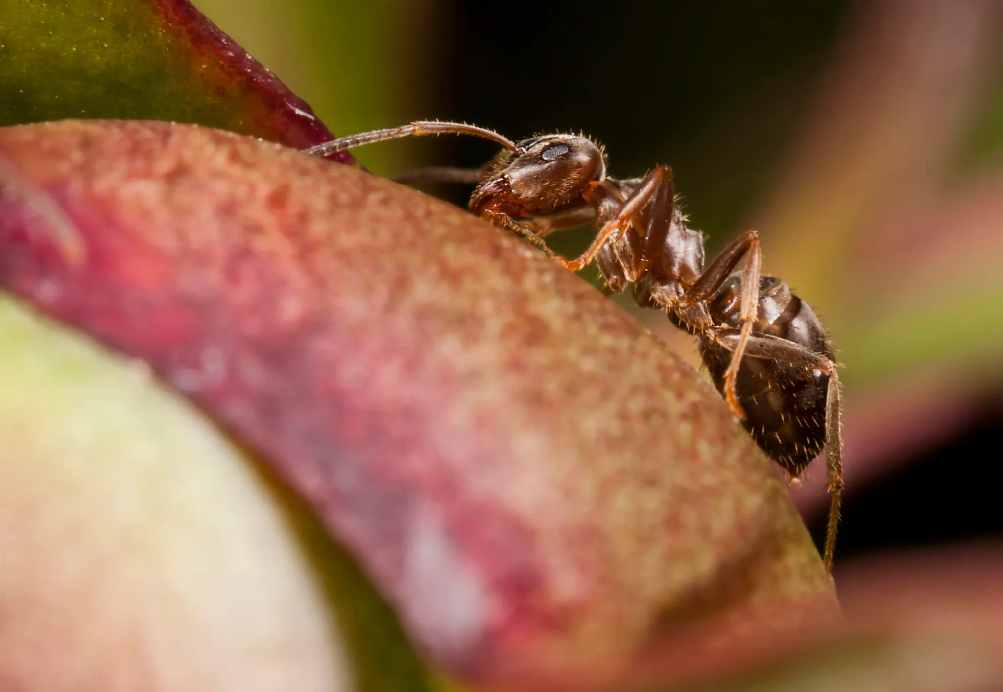 ant on peony bud
