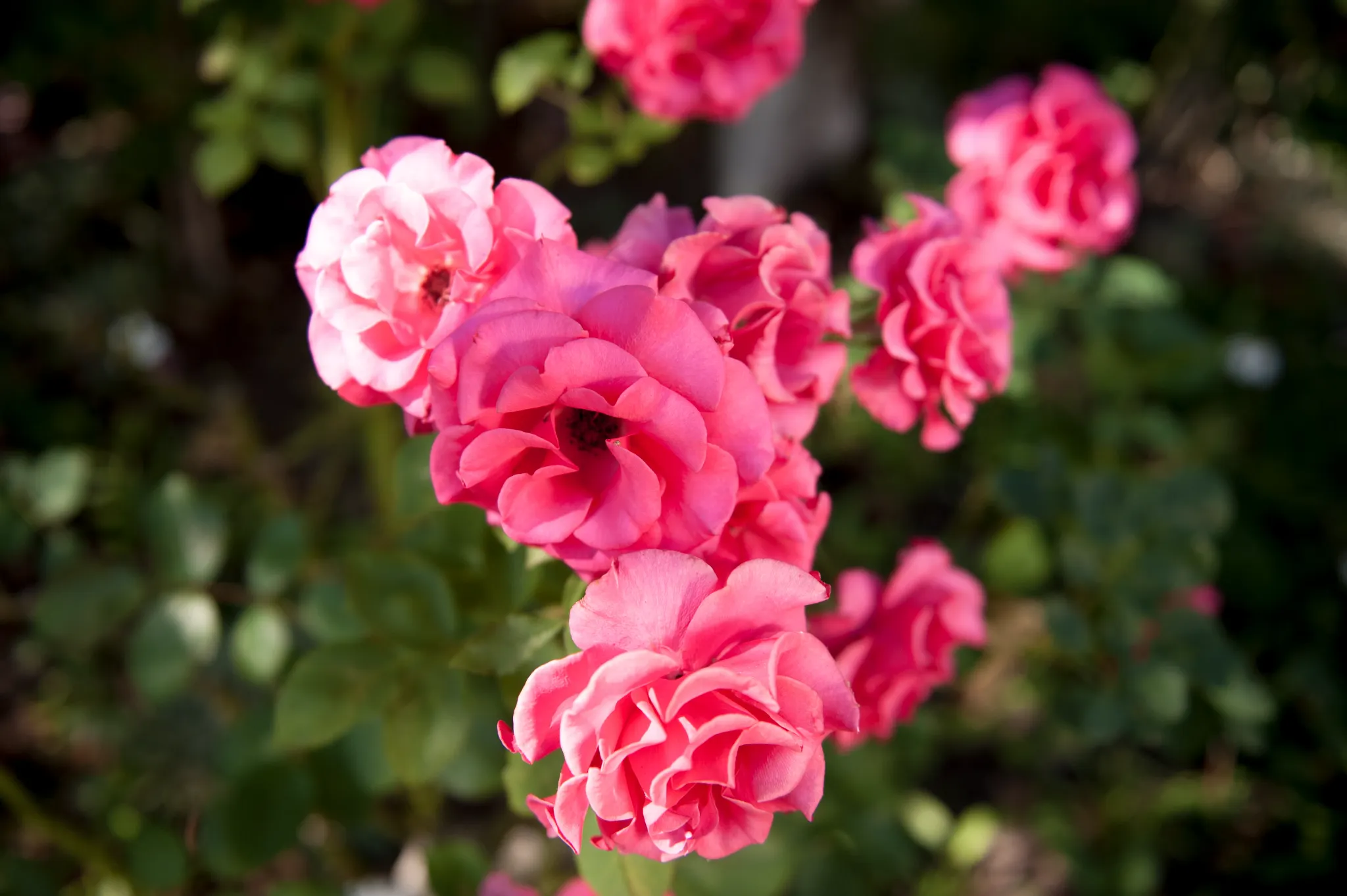 cluster of pink roses