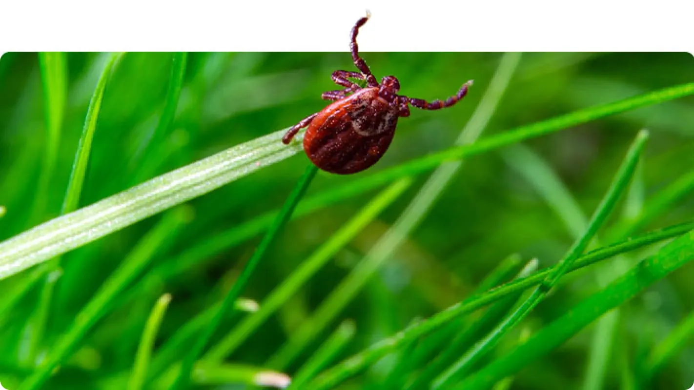 A brown tick crawling on a blade of bright green grass in a lawn, illustrating common outdoor pests.