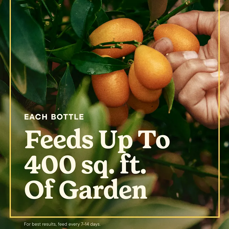 Miracle-Gro&reg; LiquaFeed Tomato, Fruits & Vegetables Plant Food image number 3.0