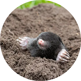 Moles