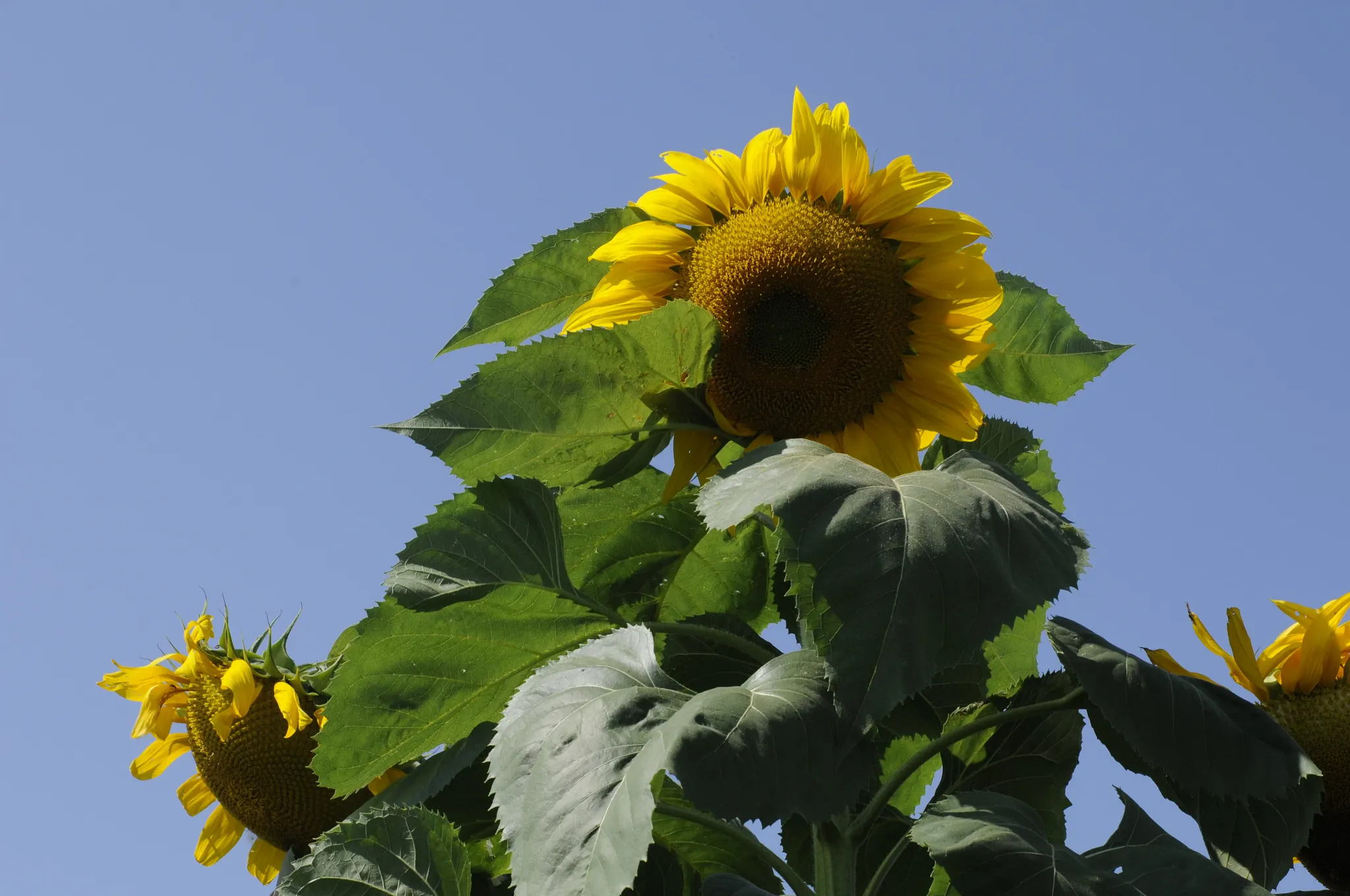 Giant sunflower in the garden