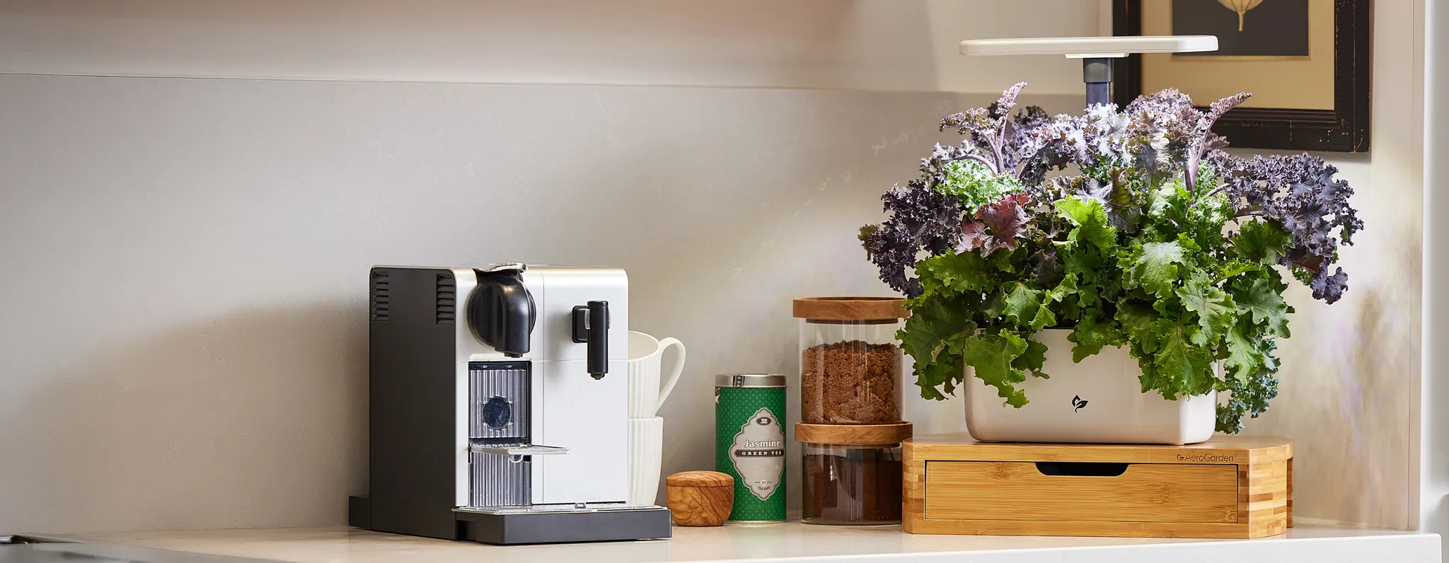 White aerogarden with lettuce growing in it sitting on top of a bamboo drawer accessory  on a counter top next to a coffee maker