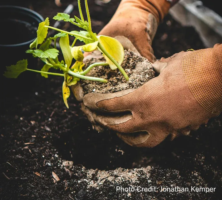Gloved hands holding a plant - Photo Credit: Jonathan Kemper
