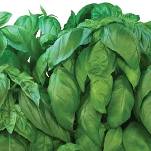 AeroGarden Pesto Basil Seed Pod Kit image number null