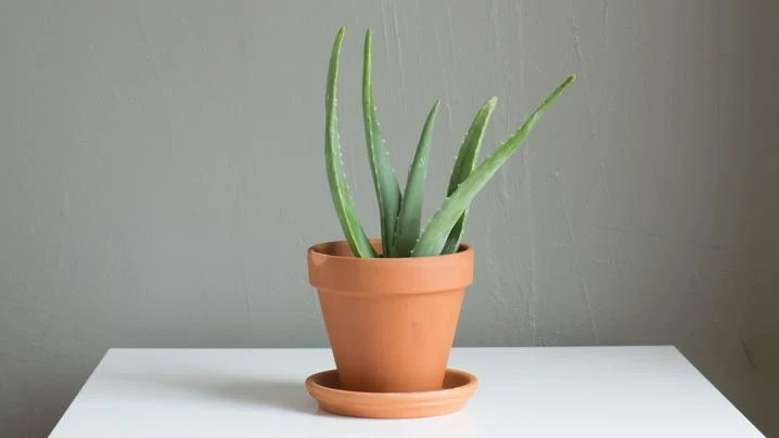 Growing Aloe | ScottsMiracle-Gro US