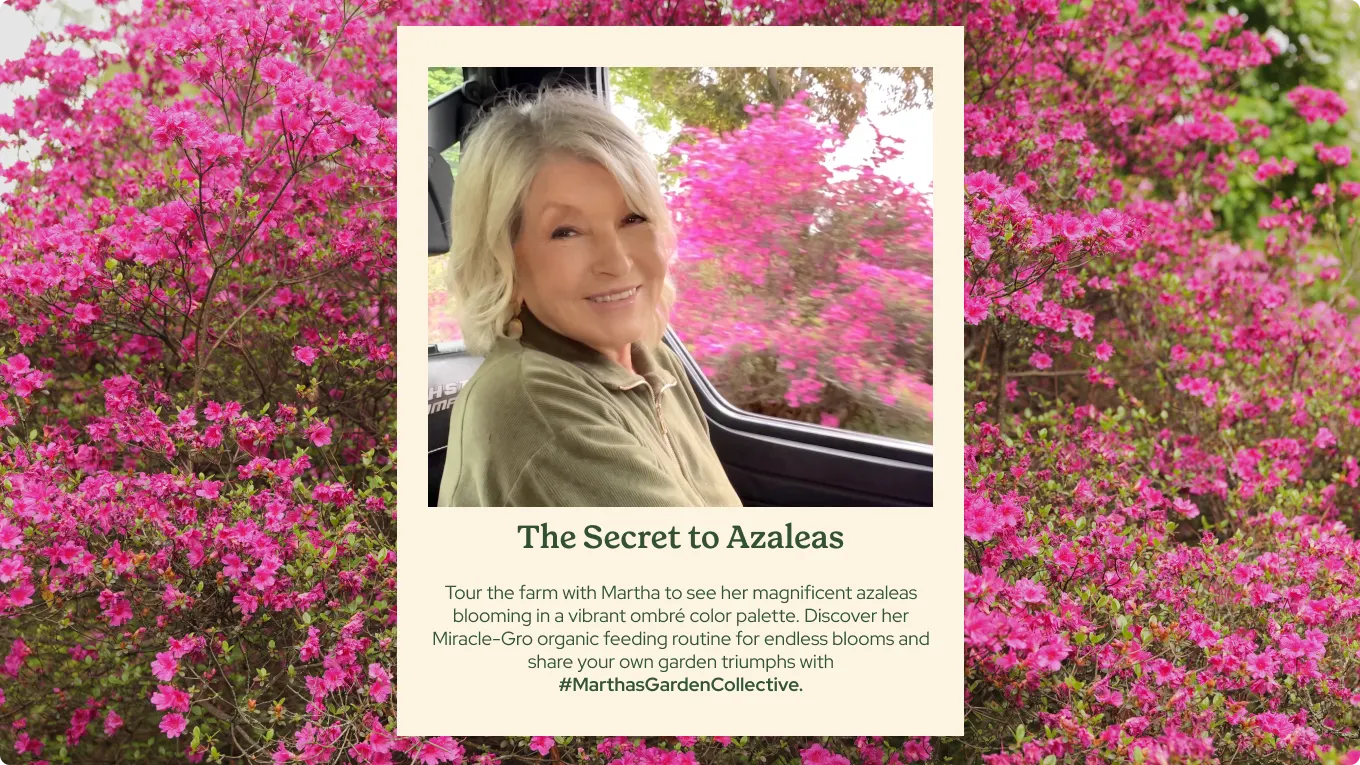 An image framed on top of another image, featuring Martha Stewart wearing a green shirt looking toward the camera, she's sitting in the back seat of a car and behind her is a pink azalea bush. behind the frame is a background shot of more azaleas 