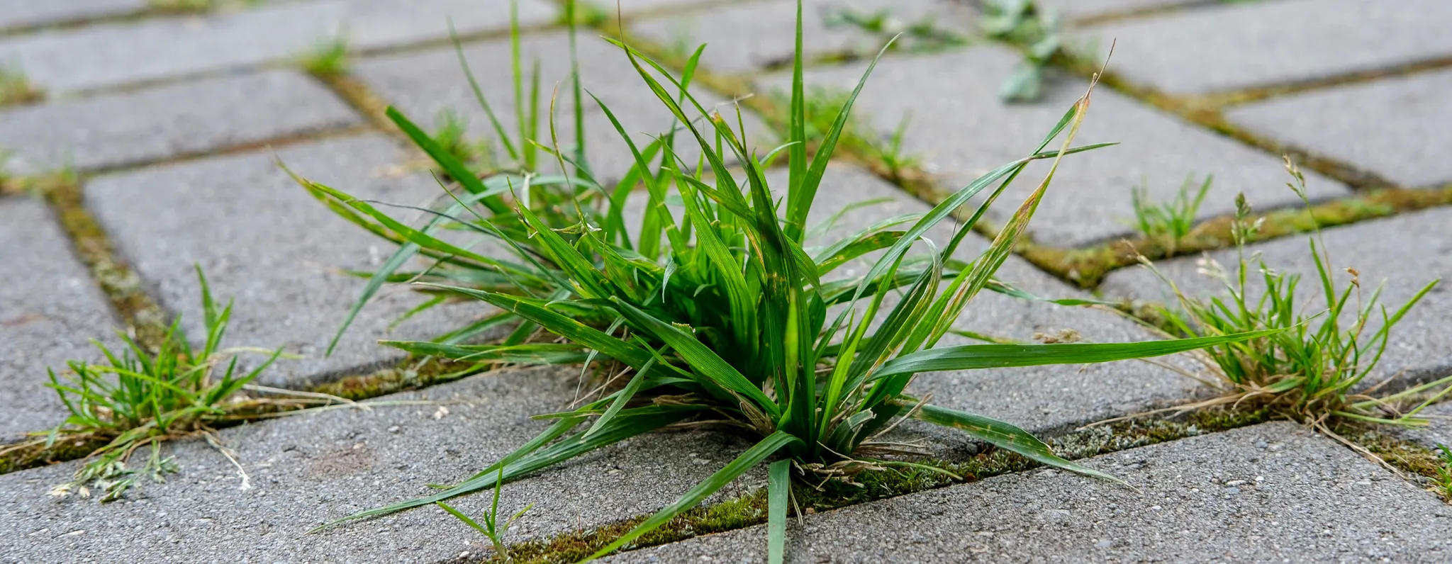 image of grassy weeds poking up through patio bricks