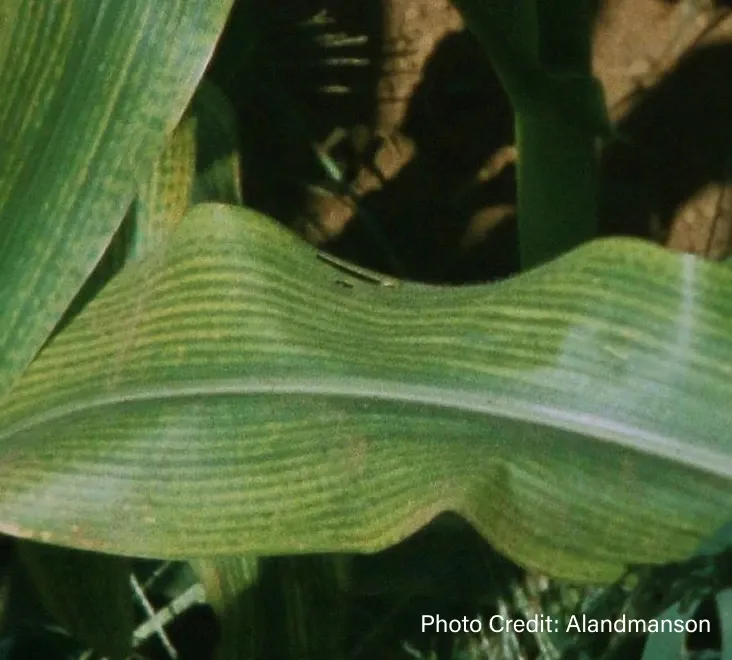 Leaves of a plant - Photo Credit: Alandmanson