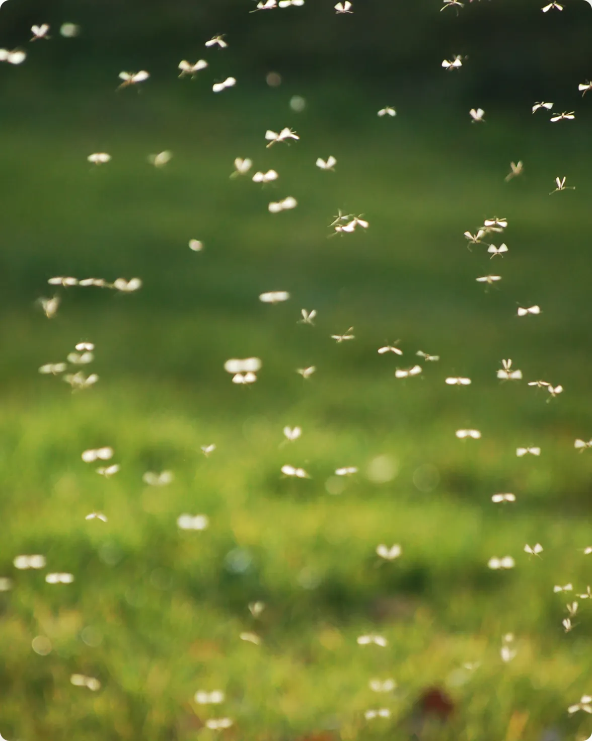 A side-by-side graphic featuring a detailed bulleted overview of climate and environmental factors driving mosquito population increases next to a close-up photo of a dense swarm of mosquitoes flying over a green lawn.