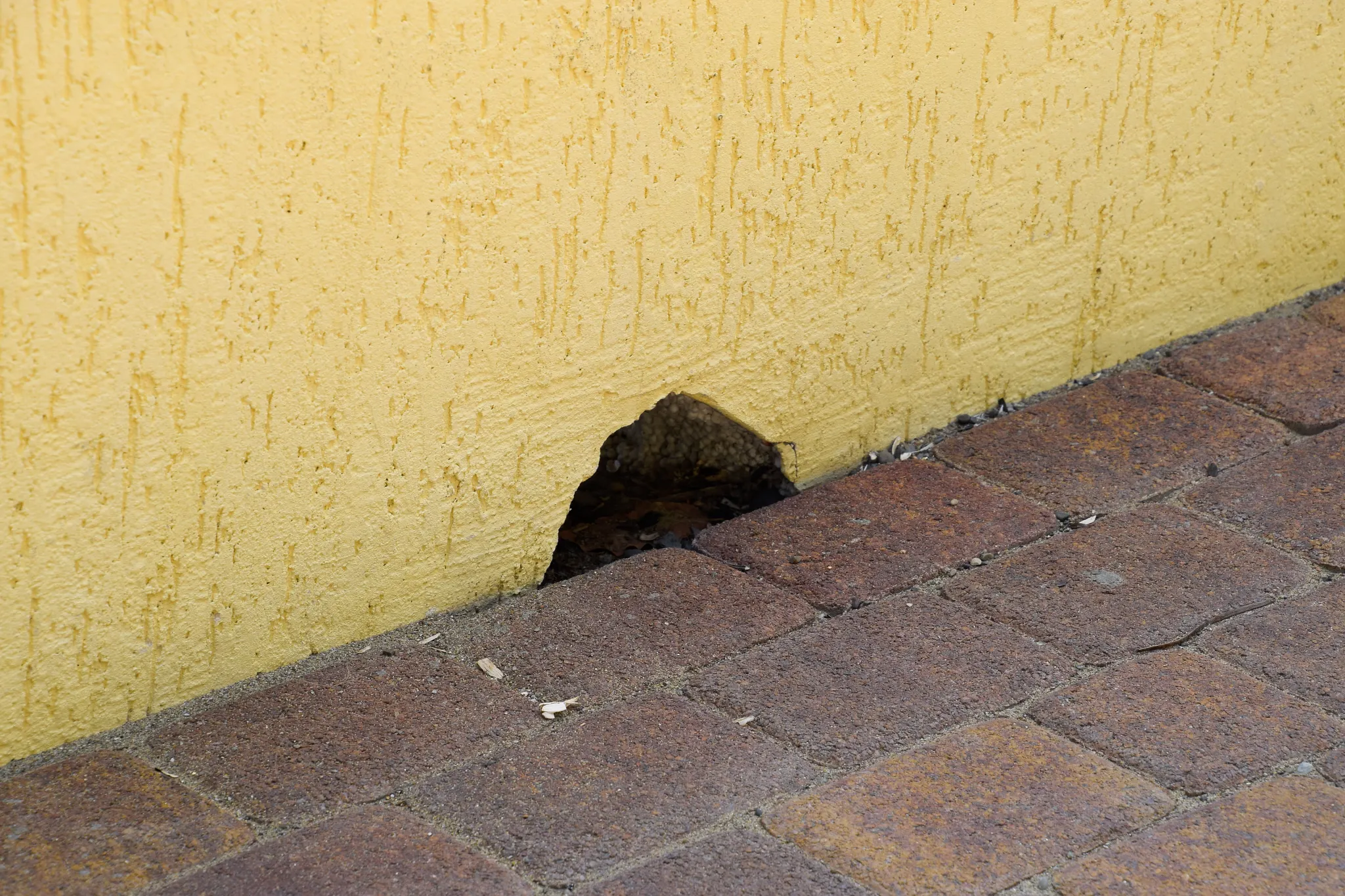 wall with a mouse-sized hole