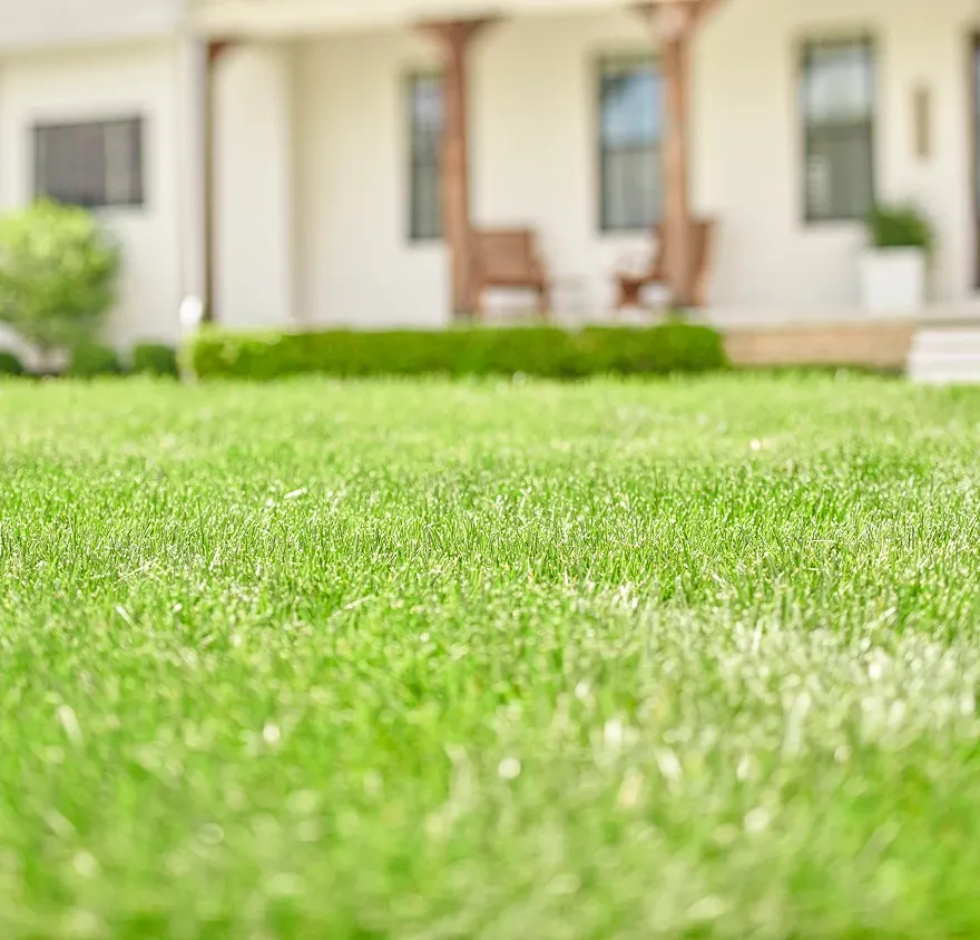 Suburban lawn during drought
