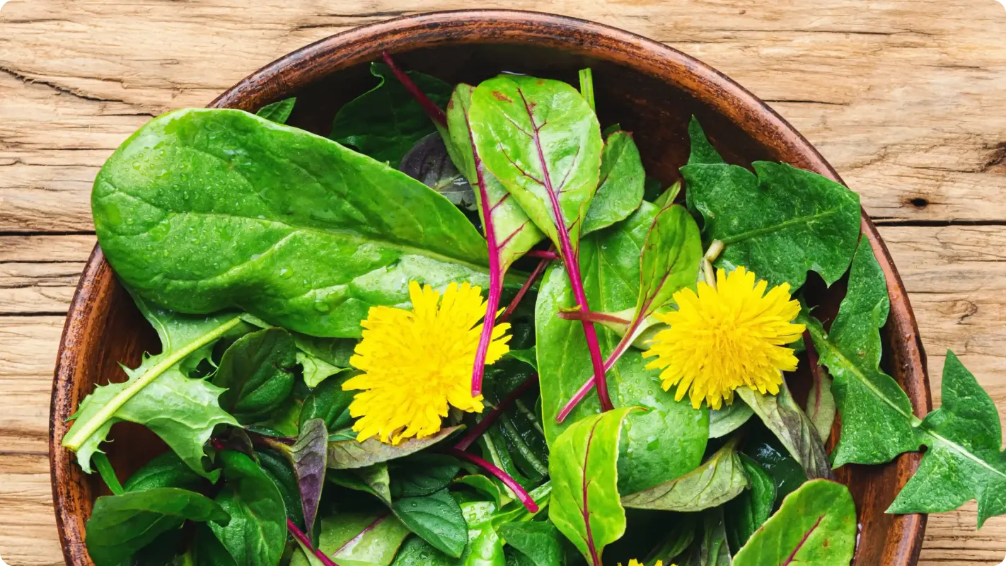 salad bowl with spinach other lettuce and dandelions