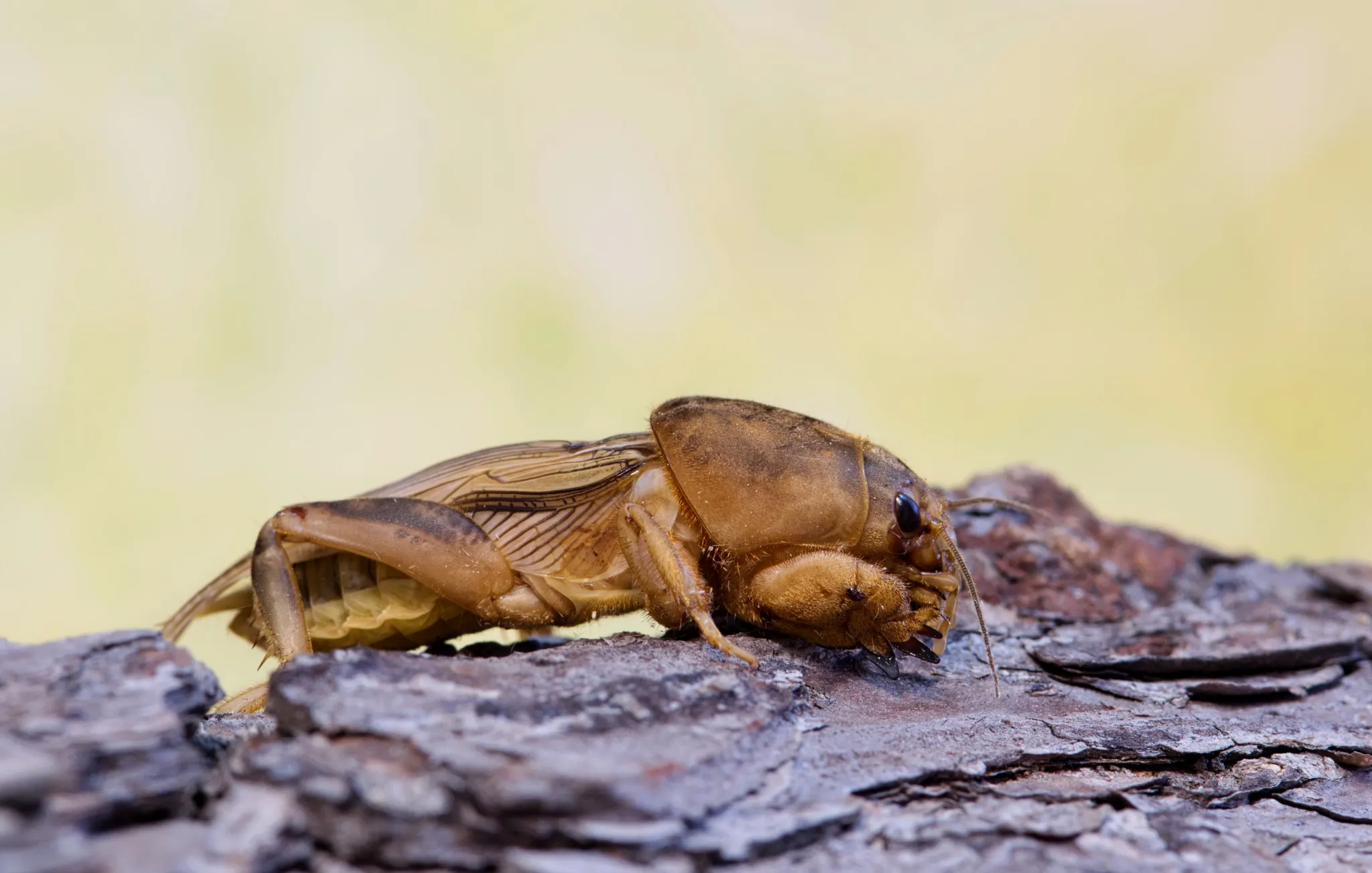 Close-up of a tawny mole cricket that is common in the southern United States
