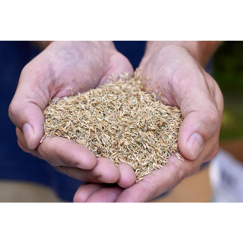 Scotts&reg; Turf Builder&reg; semence de gazon melange tout usage image number 7.0