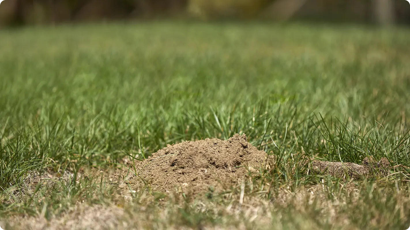 a dirt gopher mound in the middle of a green grass yard
