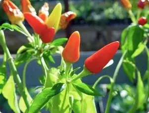 Planting, Growing & Caring For Hot Peppers | ScottsMiracle-Gro CA